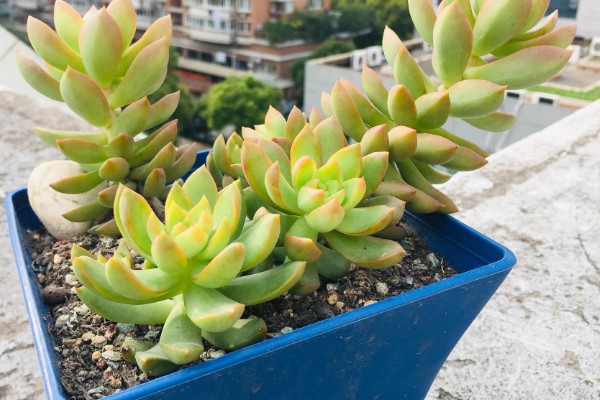 黄丽的过冬方法，养在温暖的室内便可度过冬天