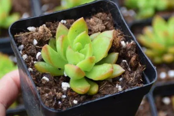 黄丽的过冬方法，养在温暖的室内便可度过冬天