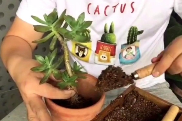 黄丽的过冬方法，养在温暖的室内便可度过冬天