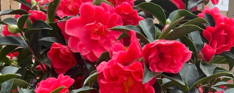 茶花的繁殖方法，可扦插、嫁接和高空压条繁殖