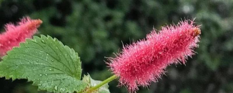 狗尾红和猫尾红的区别，外形和生长习性均不同