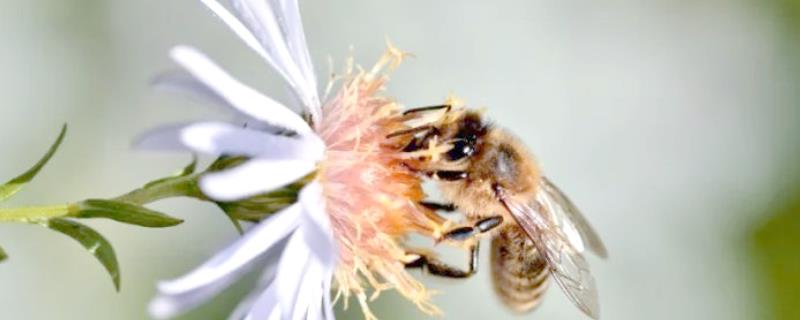 治蜂螨的药，有触杀剂、熏烟剂等
