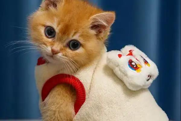 一换季猫就感冒怎么处理，需要主动帮猫咪保暖