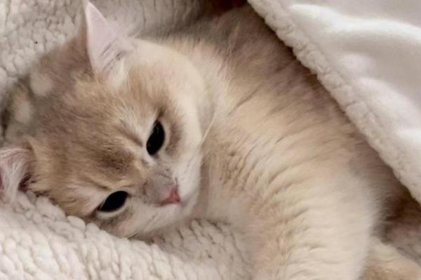 一换季猫就感冒怎么处理，需要主动帮猫咪保暖