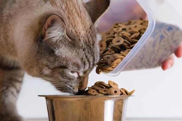 一换季猫就感冒怎么处理，需要主动帮猫咪保暖