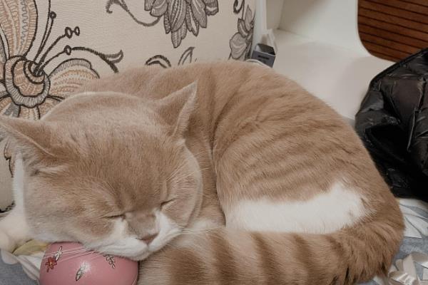 一换季猫就感冒怎么处理，需要主动帮猫咪保暖