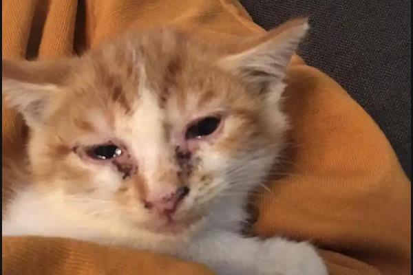 一换季猫就感冒怎么处理，需要主动帮猫咪保暖