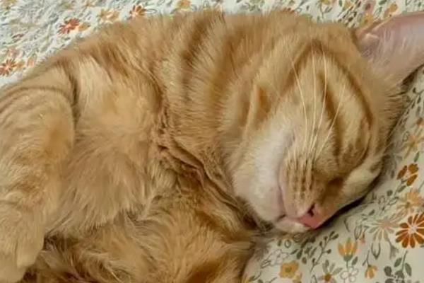 一换季猫就感冒怎么处理，需要主动帮猫咪保暖