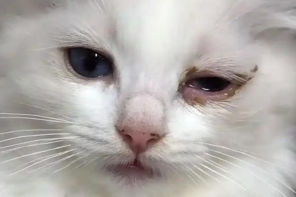 一换季猫就感冒怎么处理，需要主动帮猫咪保暖