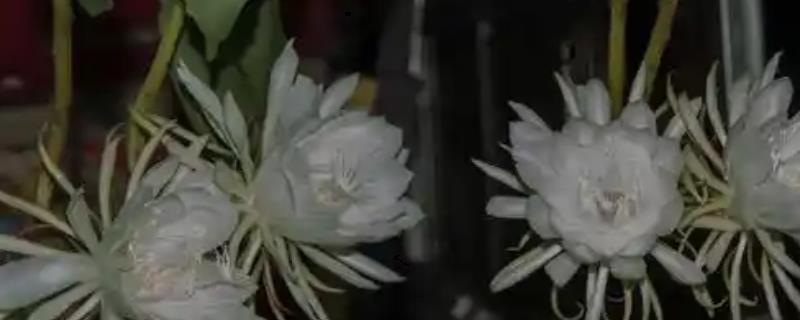 昙花放在室内的作用，有装饰效果