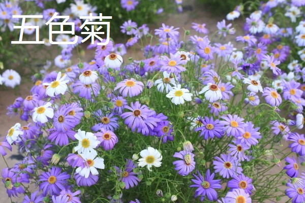菊花有哪些品种，常见的有五色菊、金菊花等