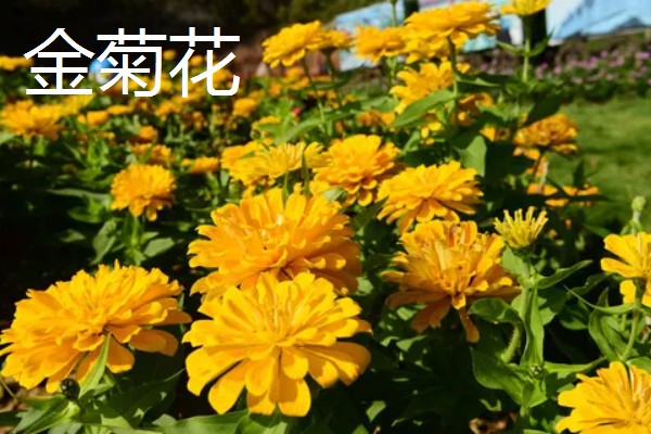 菊花有哪些品种，常见的有五色菊、金菊花等