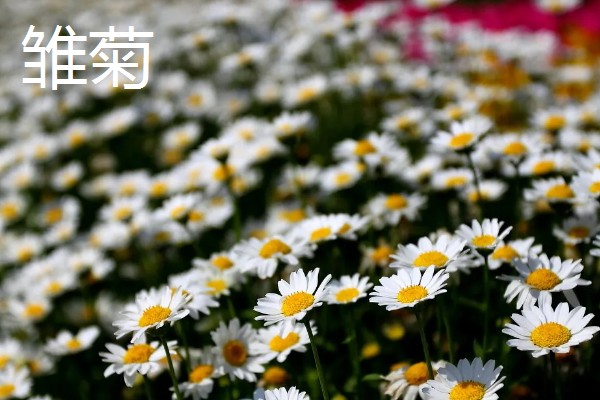 菊花有哪些品种，常见的有五色菊、金菊花等