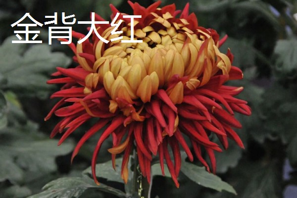 菊花有哪些品种，常见的有五色菊、金菊花等