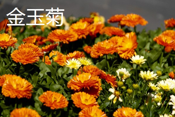 菊花有哪些品种，常见的有五色菊、金菊花等