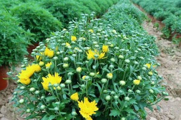 菊花有哪些品种，常见的有五色菊、金菊花等