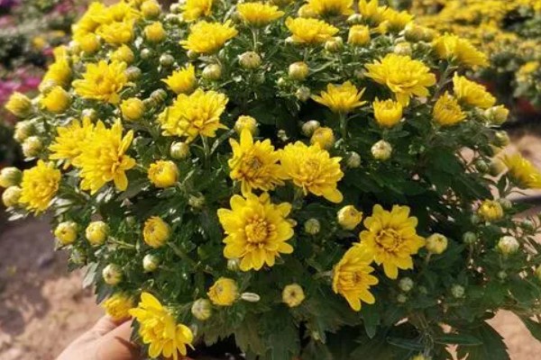 菊花有哪些品种，常见的有五色菊、金菊花等