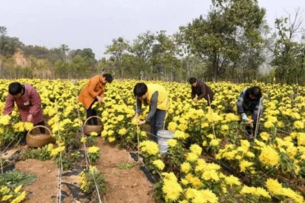 菊花有哪些品种，常见的有五色菊、金菊花等