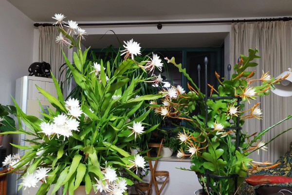 昙花放在室内的作用，有装饰效果