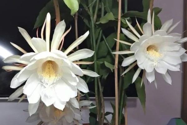 昙花放在室内的作用，有装饰效果