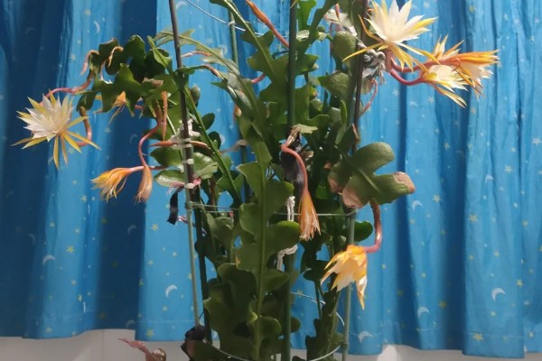 昙花放在室内的作用，有装饰效果