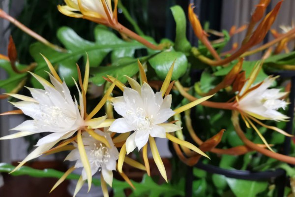 昙花放在室内的作用，有装饰效果