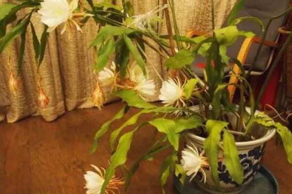 昙花放在室内的作用，有装饰效果