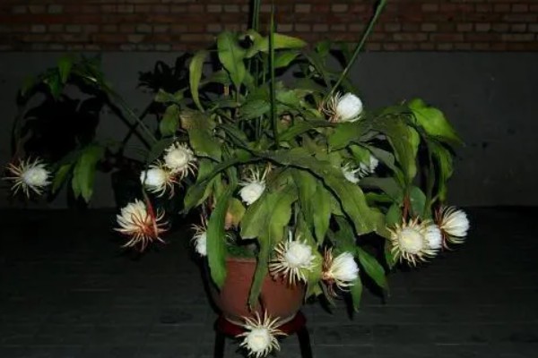 昙花放在室内的作用，有装饰效果