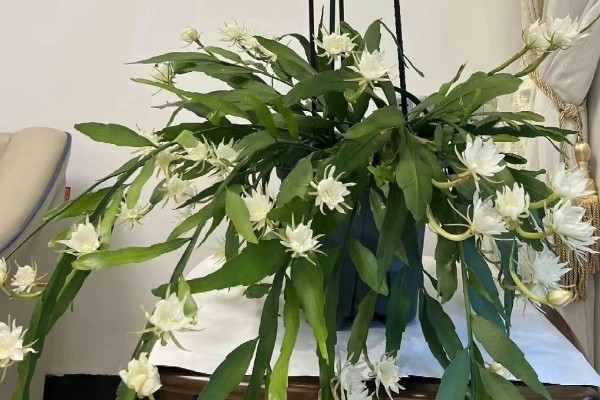 昙花放在室内的作用，有装饰效果