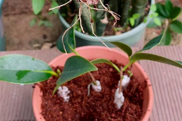 茶花的繁殖方法,可扦插、嫁接和高空压条繁殖