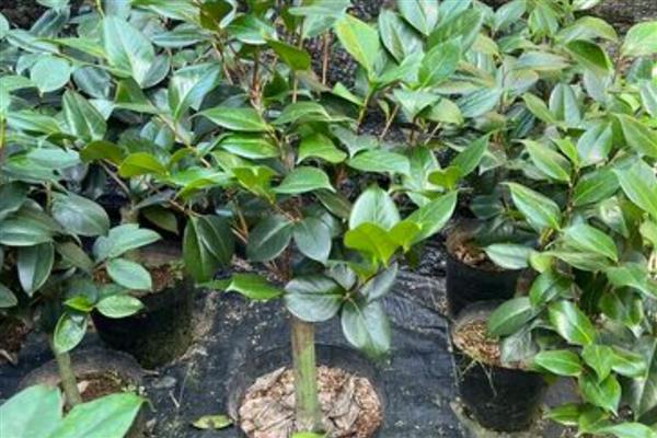 茶花的繁殖方法,可扦插、嫁接和高空压条繁殖
