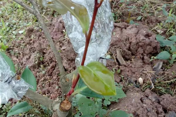 茶花的繁殖方法,可扦插、嫁接和高空压条繁殖