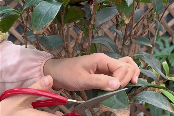 茶花的繁殖方法,可扦插、嫁接和高空压条繁殖