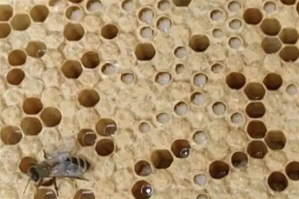 治蜂螨的药，有触杀剂、熏烟剂等