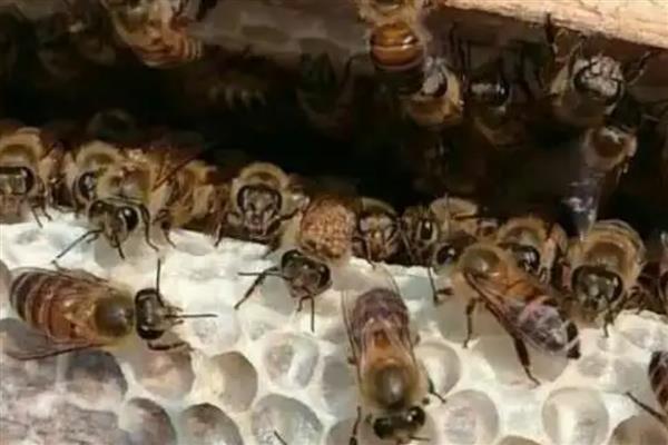 治蜂螨的药，有触杀剂、熏烟剂等