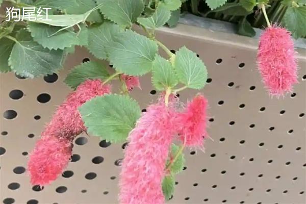 狗尾红和猫尾红的区别，外形和生长习性均不同