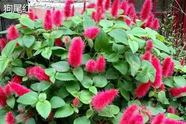 狗尾红和猫尾红的区别，外形和生长习性均不同