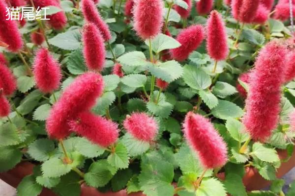 狗尾红和猫尾红的区别，外形和生长习性均不同