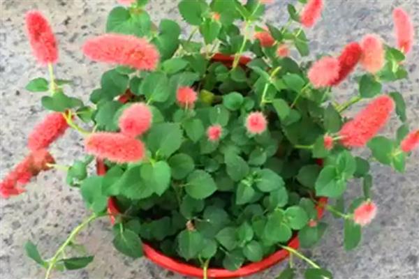 狗尾红和猫尾红的区别，外形和生长习性均不同