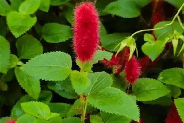 狗尾红和猫尾红的区别，外形和生长习性均不同