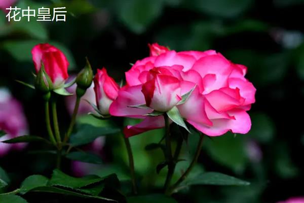 花中皇后相对应什么植物，是指月季