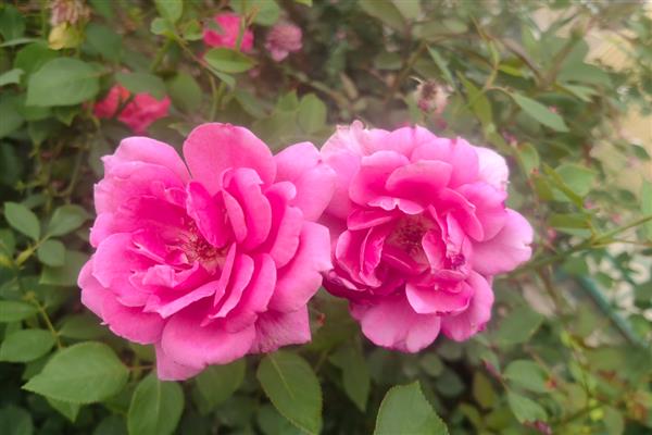 花中皇后相对应什么植物，是指月季