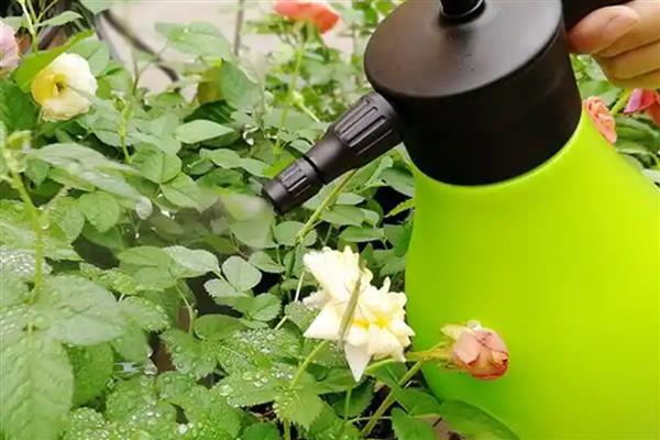 花中皇后相对应什么植物，是指月季