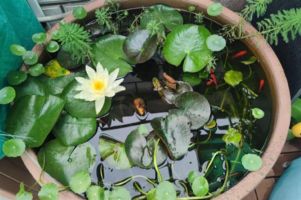 睡莲的种植方法，每个月换一次水