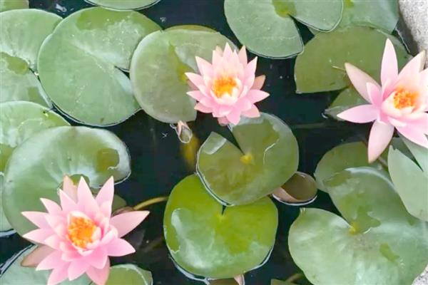 睡莲的种植方法，每个月换一次水