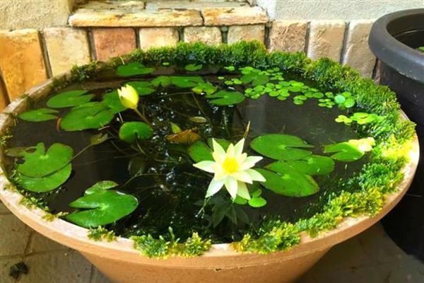 睡莲的种植方法，每个月换一次水