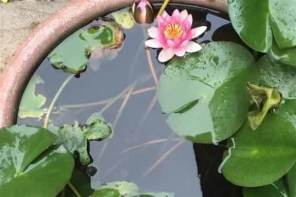 睡莲的种植方法，每个月换一次水