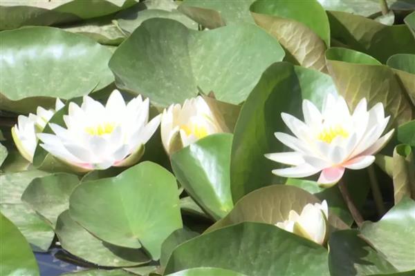 睡莲的种植方法，每个月换一次水