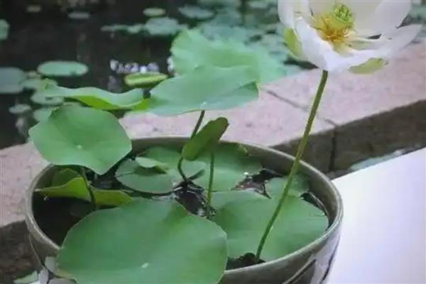 睡莲的种植方法，每个月换一次水