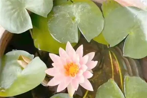 睡莲的种植方法，每个月换一次水